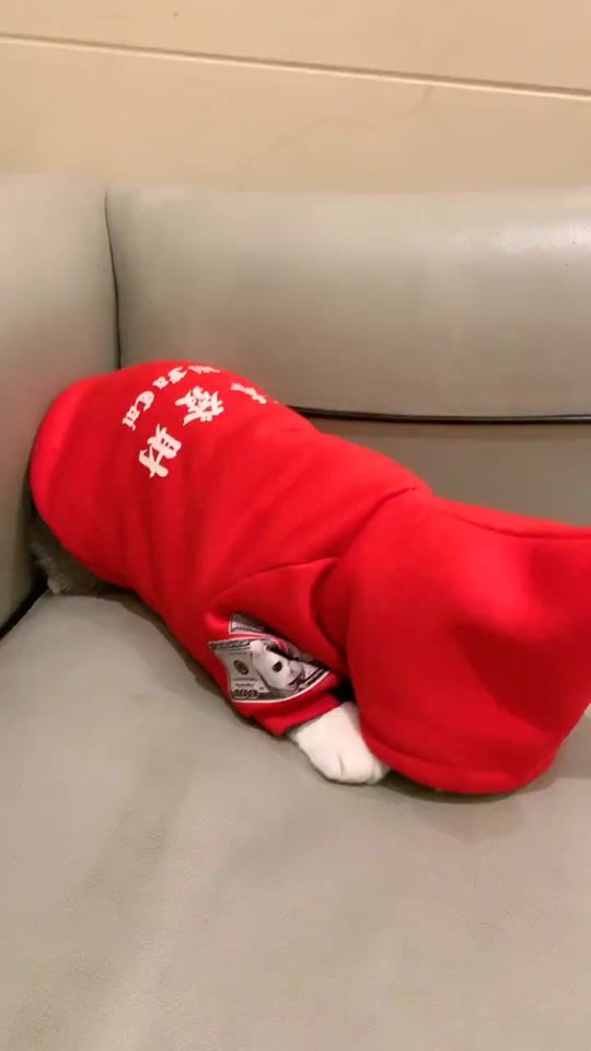 TikTok video thumbnail by huhn199805