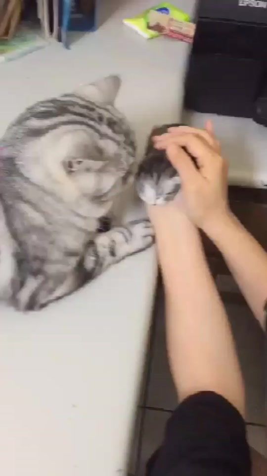 TikTok video thumbnail by migo_is_cat