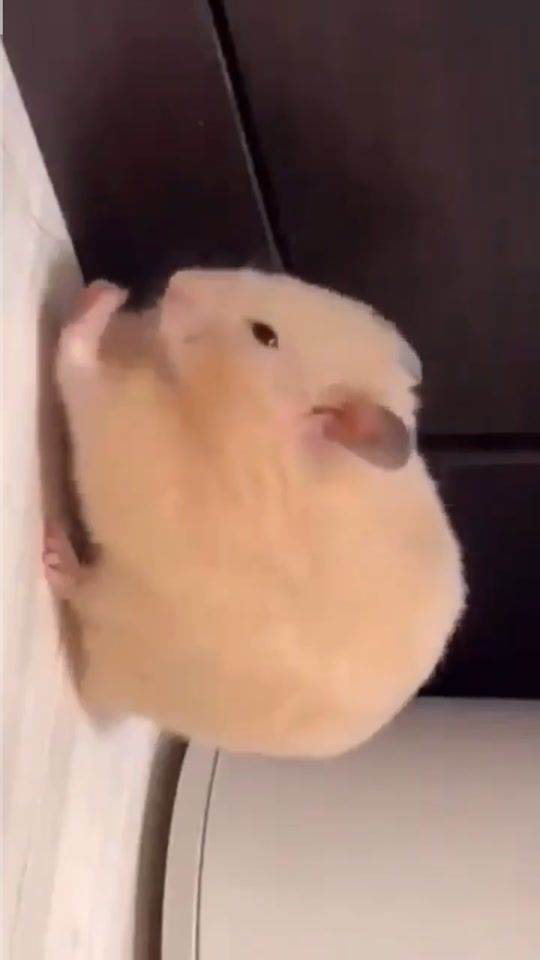 TikTok video thumbnail by yymsyrtk