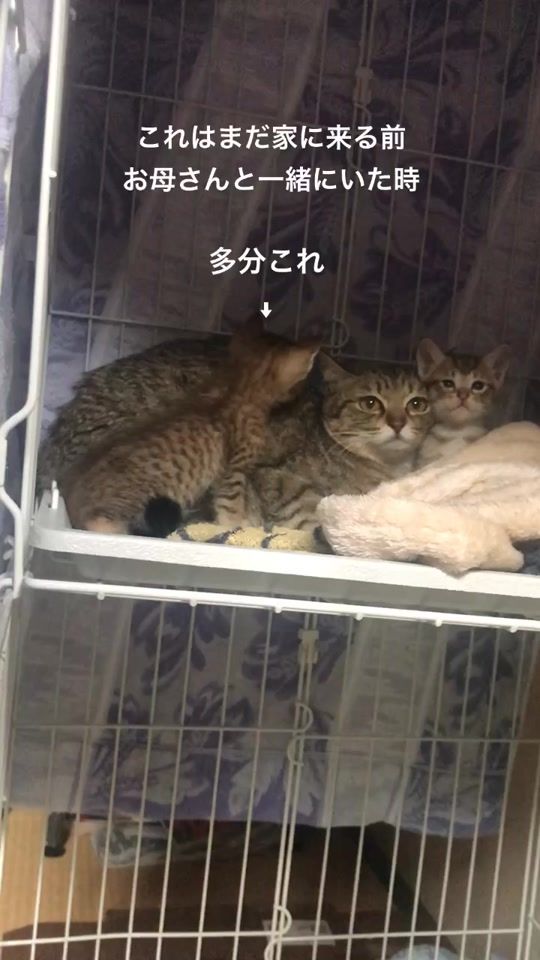 TikTok video thumbnail by katsuki1116847