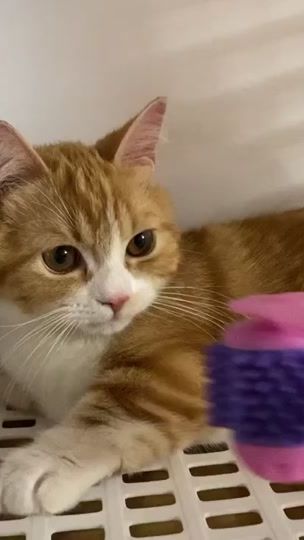 TikTok video thumbnail by cat_chu_life