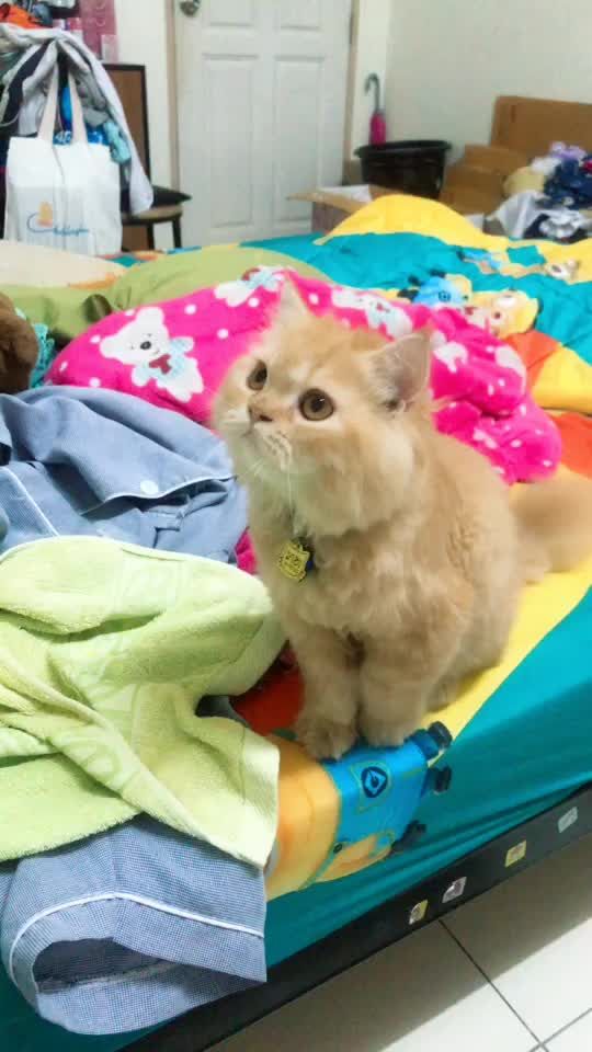 TikTok video thumbnail by bubie_mahaeng123
