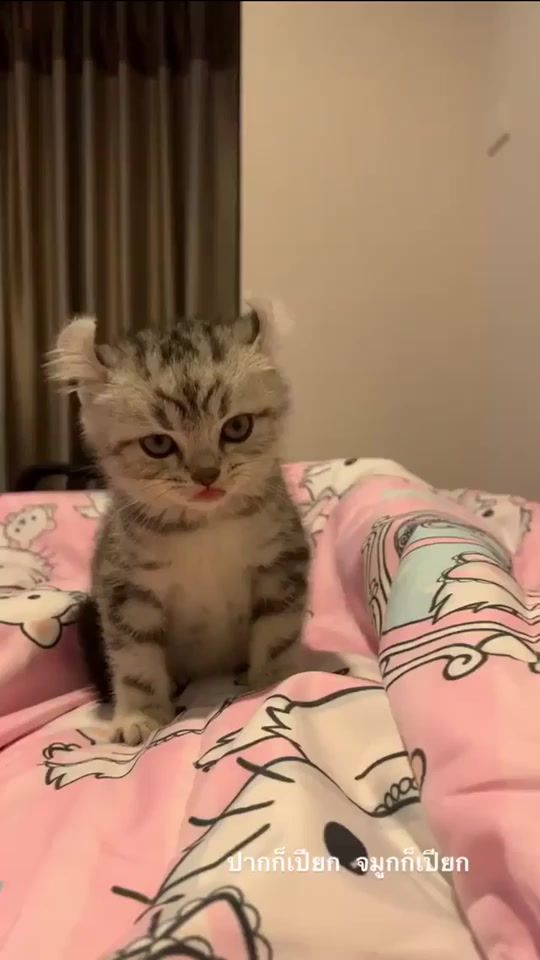 TikTok video thumbnail by callmemangoooooo