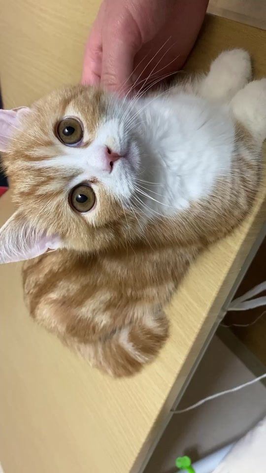 TikTok video thumbnail by cat_chu_life