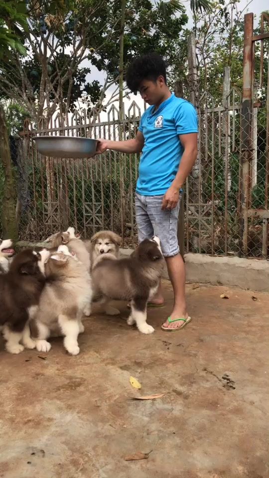 TikTok video thumbnail by icarepethcm