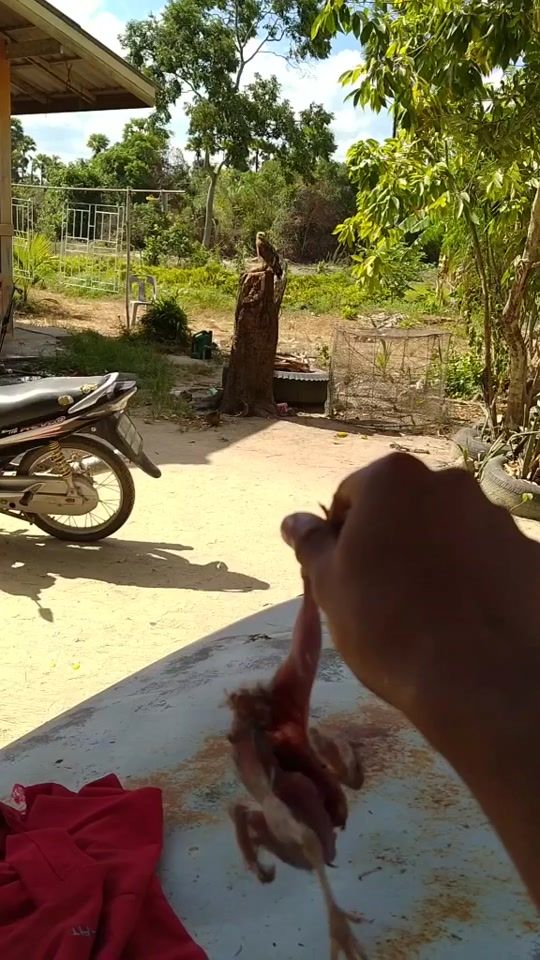 TikTok video thumbnail by piisae