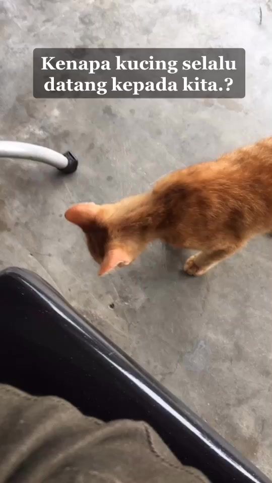 TikTok video thumbnail by irmadonaa
