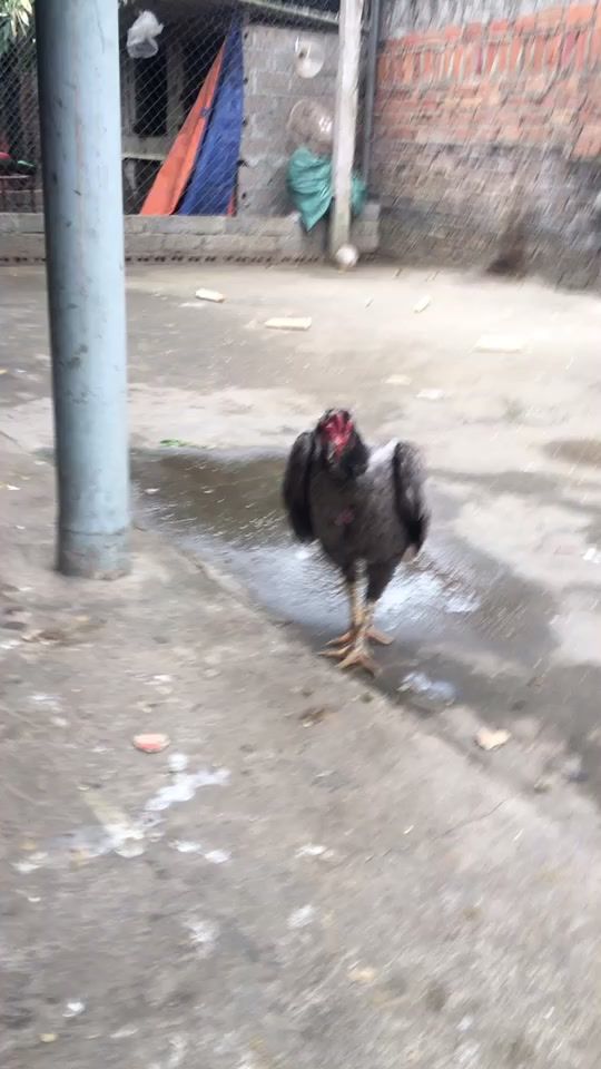 TikTok video thumbnail by fb_thaipi