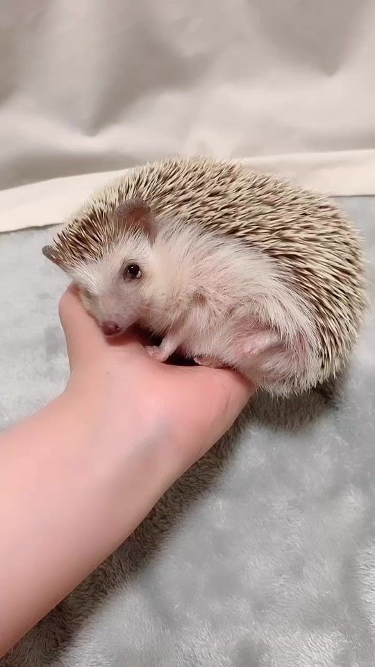 TikTok video thumbnail by grisgra