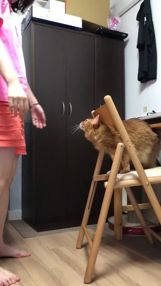 TikTok video thumbnail by m.dogs.c0420