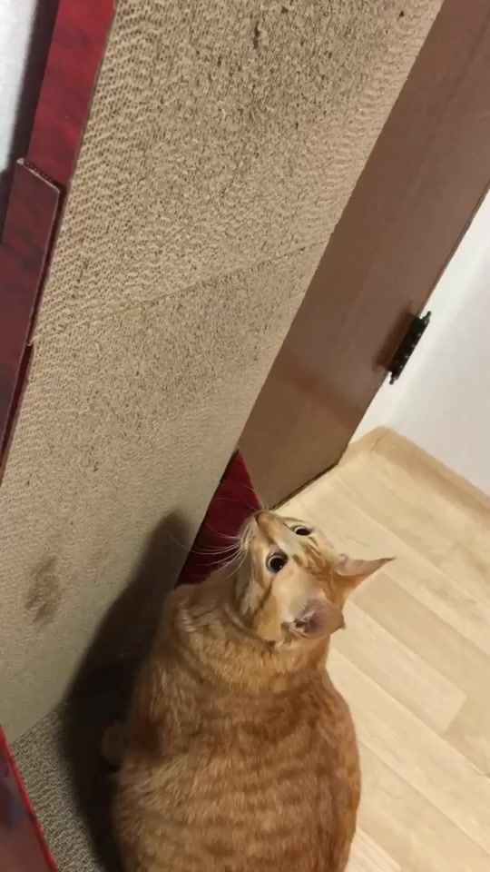 TikTok video thumbnail by universe_mei