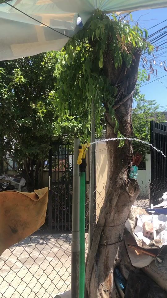 TikTok video thumbnail by phamngoctinh