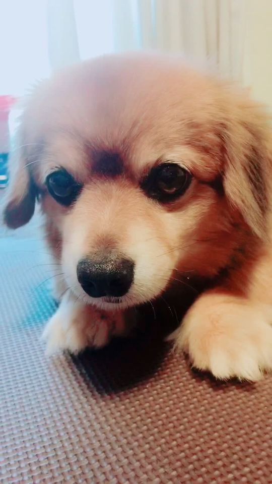 TikTok video thumbnail by mimimi517chocomi